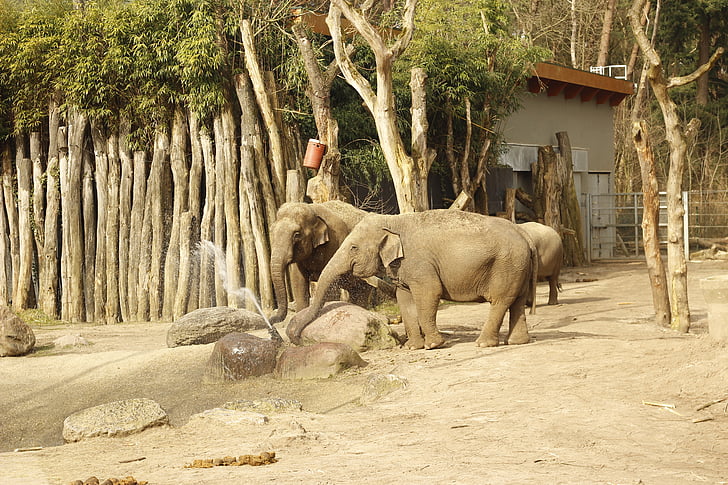 Elefant, Wasser, spielen