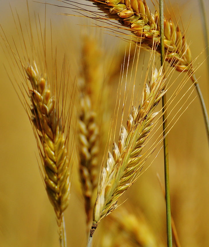 graan, Cornfield, veld, landbouw, natuur, granen, oogst