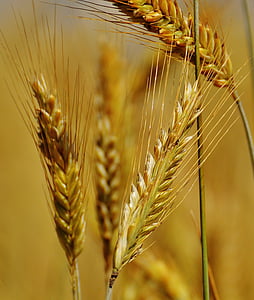 korn, majsmarken, felt, landbrug, natur, korn, høst
