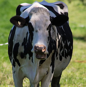крава, селски, страна, ферма, едър рогат добитък, Селско стопанство, Животновъдство