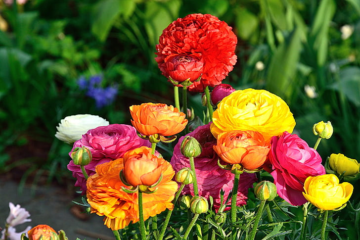 ranunkeln, λουλούδια, άνοιξη, πολύχρωμο, λουλούδι, φυτό, φύση