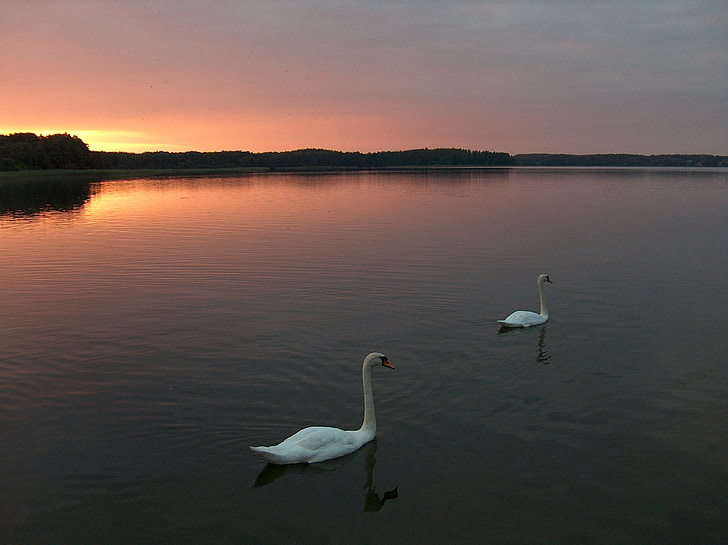Swan, matahari terbenam, Danau, alam, langit, Romantisisme, pemandangan