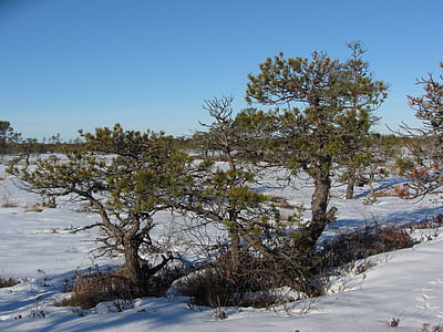 talvi, Pine, suon, lumi, Luonto, puu, Frost