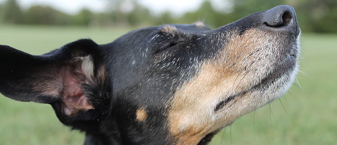 dachshund, nose, dreams, dog, pets, animal, canine