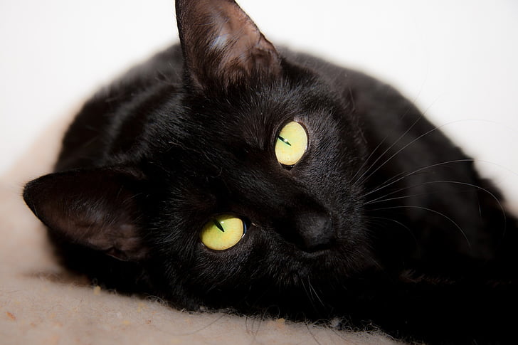 mačka, leži, črna, oči, domače, mačji, mucek