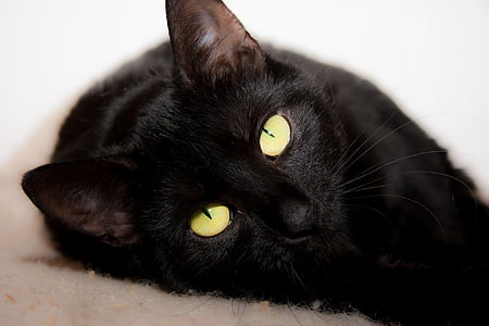 kočka, ležící, černá, oči, domácí, kočkovitá šelma, kotě