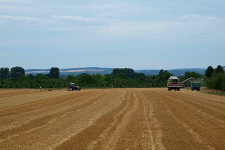 harvest, agriculture, field, cereals, field crops, arable, mow