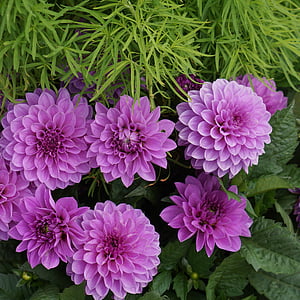 Dahlia, Purple, Rose, fleur, plantes ornementales