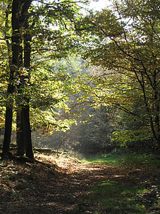 Les, pryč, lesní cesta, stromy, listy, zelená, listnatý les