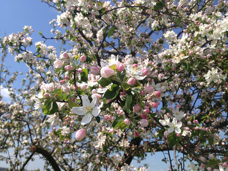 treet, blomster, epletreet, våren, rosa, rosa blomst, natur