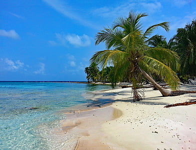 Isla diablo, San blas, Panama, Guna yala, Caribbean, đảo, cây cọ
