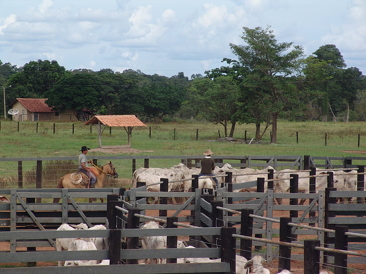 Corral, Boi, Nellore, bestiame, bestiame brasiliani, mandria, gestione