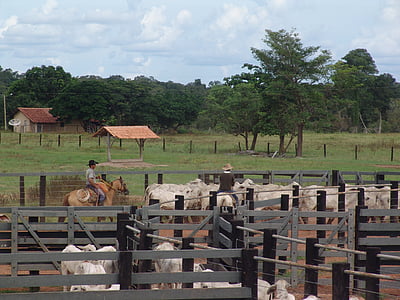목장, 보아, nellore, 가축, 브라질 가축, 무리, 관리
