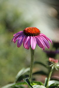 보라색 coneflower, 유타, 솔트 레이크 시티, 정원, 미국, 공원