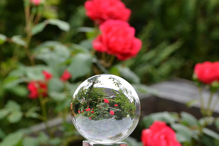 Rózsa, üveg ball, Rose, üveg ball, Globe kép, virág, Blossom, Bloom