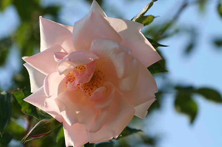 Rosa, blühte, Rosenstrauch, Pastel rosa Blume, Rosenknospen, Blütenknospe, Natur