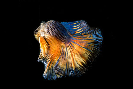 Борьба рыбы, Рыба, три цвета, Битва, Рыба в Таиланде, Флик, черный фон