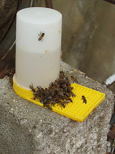 sirup, včely, Bee, cukru, vody, koryto, zariadenia spoločného stravovania, Stravovanie