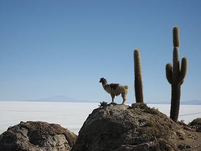 Lama, Salar de uyuni, Bolivia, natuur, dier