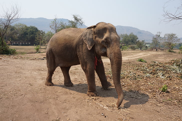elefant, Thailand, Sanctuary, naturen, djur, däggdjur