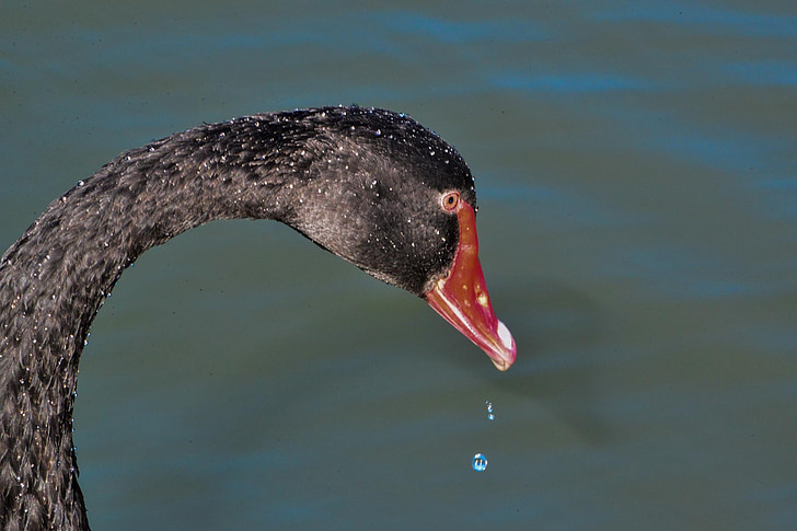 Čierna labuť, Austrálsky Čierna labuť, Vodné vták, sliepky, Austrália, Canberra