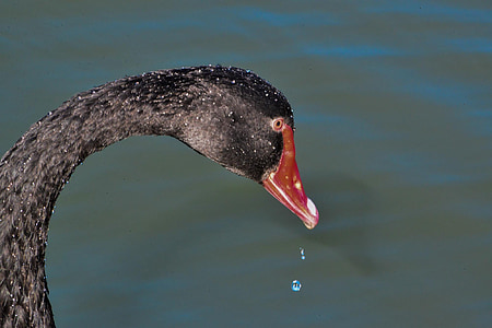 zwarte zwaan, Australische zwarte zwaan, water vogels, gevogelte, Australië, Canberra