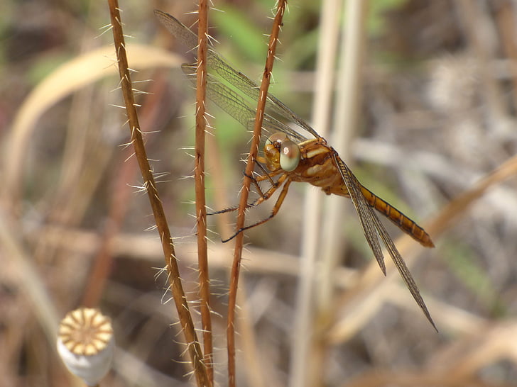 dragonfly, winged insect, yellow dragonfly, thorny branch, aeshna isosceles