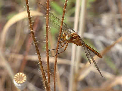 Dragonfly, insecte cu aripi, dragonfly galben, Filiala spinoasă, aeshna isoscel