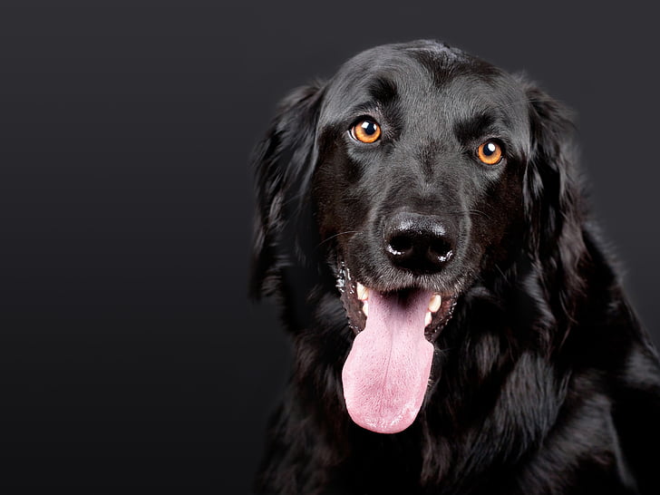 สุนัข, hovawart, สีดำ, สัตว์เลี้ยง, พื้นหลังสีดำ, หัวสุนัข, hundeportrait