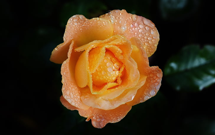 rose, orange, color, drip, drop of water, rose bloom, beaded
