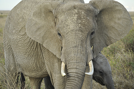 con voi, động vật có vú, động vật chân dung, đầu, mắt, Ngà, khuôn mặt