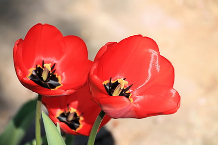 Tulipaner, rød, forår, blomst, forårsblomster