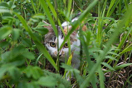cat, sneaks, hunter, grass, multi color, animal, domestic Cat