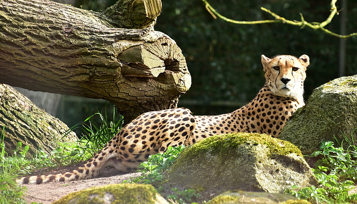 Cheetah, kass, loodus, loomade maailm, looma, looduslike, metsloom