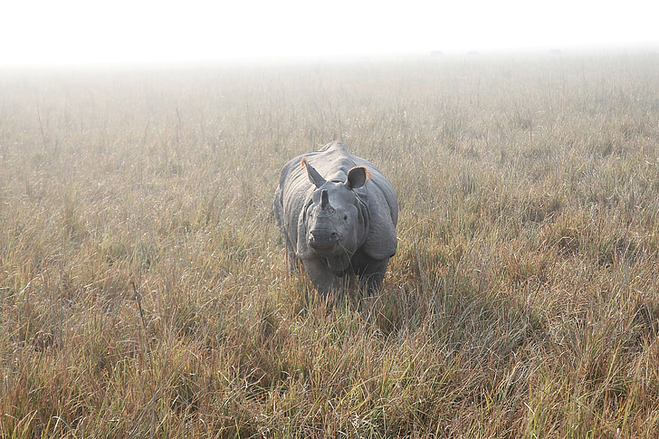 Rhino, rhinocéros indien, rhinocéros, animal, nature, faune, sauvage