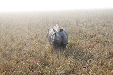 Rhino, indijski rhino, nosorog, živali, narave, prosto živeče živali, divje
