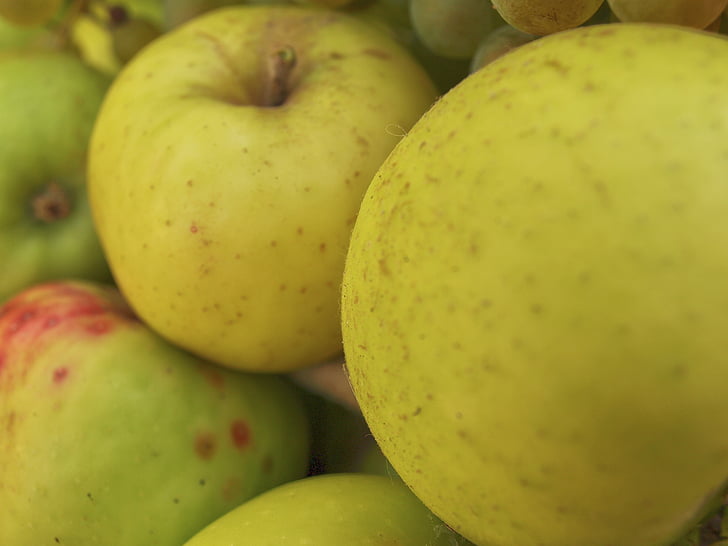 obuoliai, vaisių, rudenį