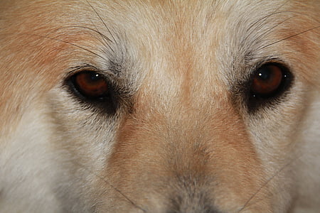 koer, silmad, Sulgege, pruunid silmad, nägu, looma, nina