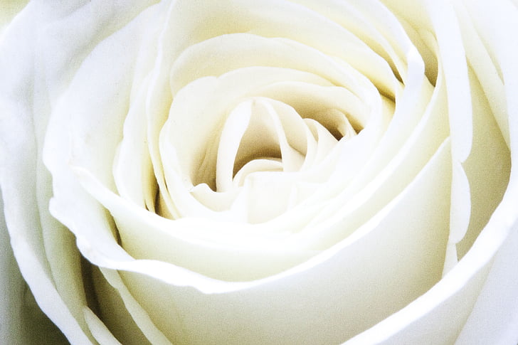 τριαντάφυλλο, άνθος, άνθιση, άνοιξη, φύση, φυτό, λευκό