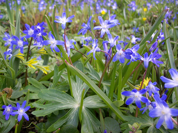 花, 花草甸, 野花, 春天的花朵, 蓝色, 花, 开花