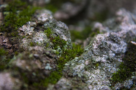 moss, lichen, bark, closeup, nature, forest