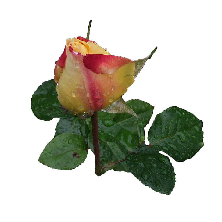 Rose, beauté, Rosebud, goutte de pluie, bourgeon