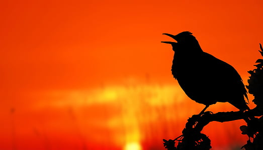 bird, sunrise, silhouette, tree, blackbird, apple, morning