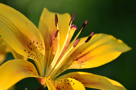 bloemen, Lily, zomer, Tuin, een gele bloem, datsja, zomerbloemen