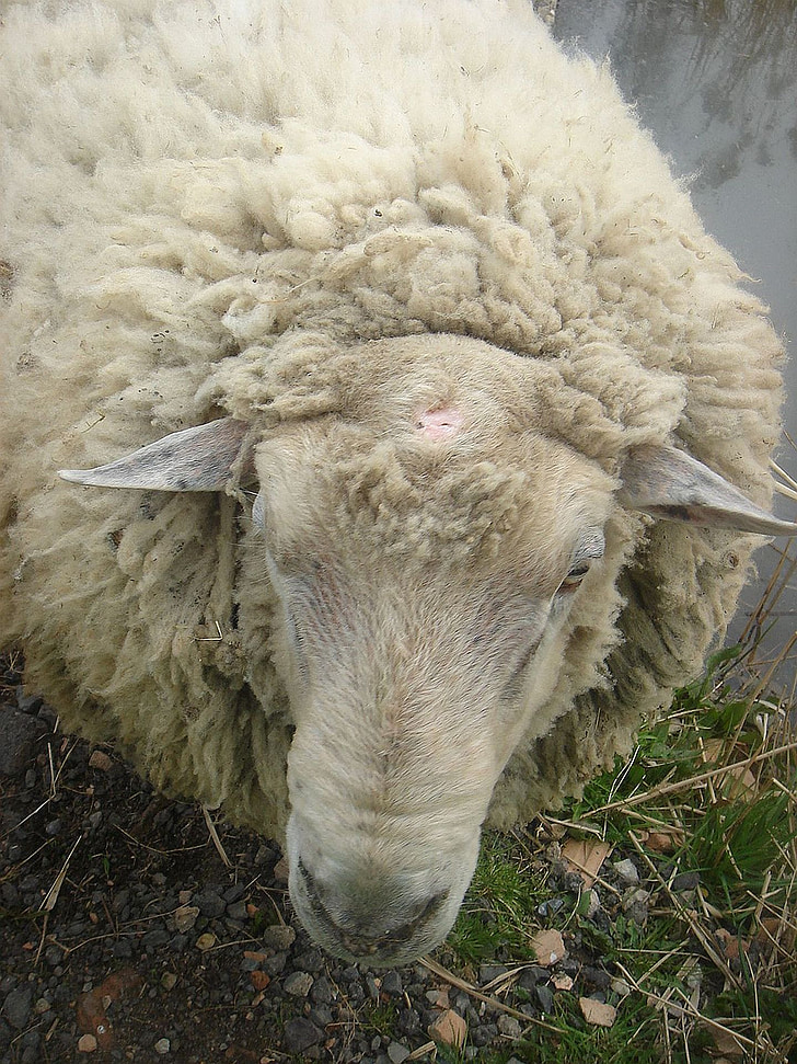 πρόβατα, ζώο, Αρχική σελίδα, κύμα, μαλλιά, μαλλί, αγρόκτημα