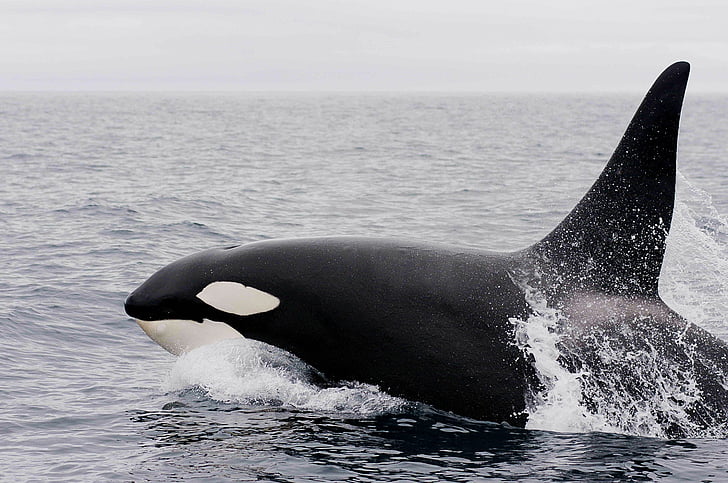 killer whale, orca, breaching, ocean, mammal, animal, sea