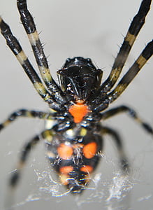 Pająk, Spotted pająki, Tygrys paznokci pająk, trucizna, niebezpieczne, niebezpieczeństwo, istota