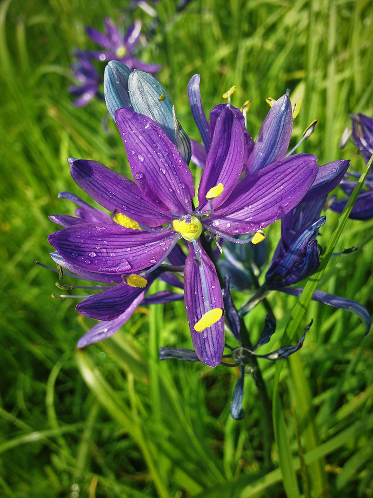 Grass widow, Satin Blume, lila Augen Rasen, Britisch-Kolumbien, Victoria, Wildblumen, Frühling