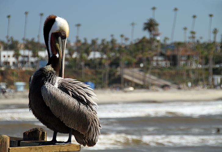 pelican, san diego, pier, california, coast, pacific, animal