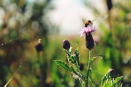 flower, insect, nature, plant, animal, fly, hoverfly
